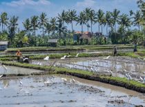Villa Crystal Castle, Rice Terasses